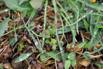 Outdoor weeds and dew on grass leaves