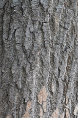 Mottled old bark background