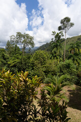 Fototapeta na wymiar beautiful rainforest in costa rica south america.