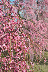 三重県伊勢市に咲く「しだれ梅の花」