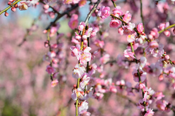 三重県伊勢市に咲く「しだれ梅の花」