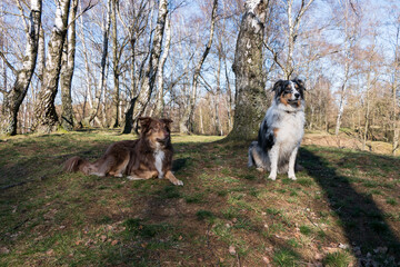 Zwei Australian Sheperds auf einem Hügel