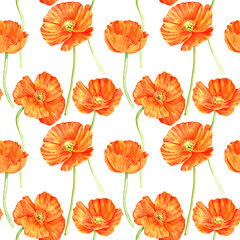 watercolor drawing red poppy flower