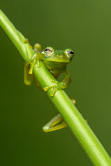 Reticulated Glass Frog - Hyalinobatrachium valerioi, beautiful small green and yellow frog from Central America forests, Costa Rica.