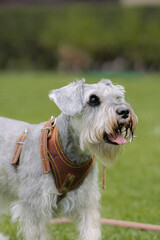 Dog looking straight ahead in a park