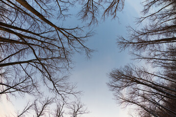 Tree sihouettes against blue sky