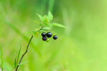 Black nightshade fruit on green background, selective focus