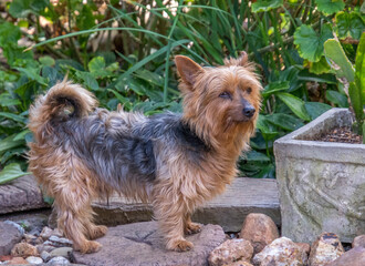 Small brown and black terrier in a garden image in horizontal format