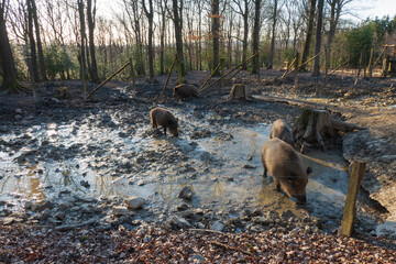 Wildschweine im Schwarzwild Park Roetgen