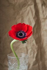 Close up view of beautiful wild red Anemone on brown paper craft side view