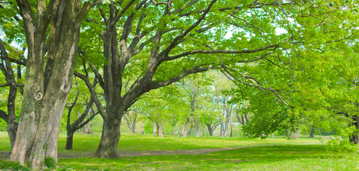Banner image of Tree