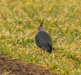  protected male Kiebitz - Vanellus in the grass in search of food