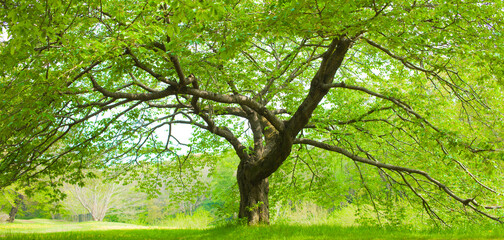 Fototapeta na wymiar Banner image of Tree