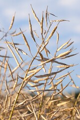 Moisson colza, siliques