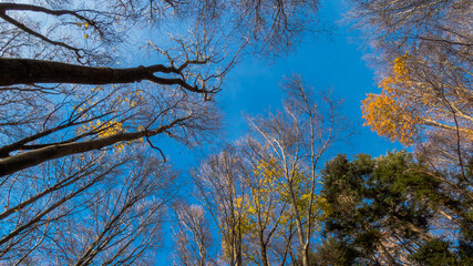 Baumkronen Richtung Himmel mit Herbstlaub