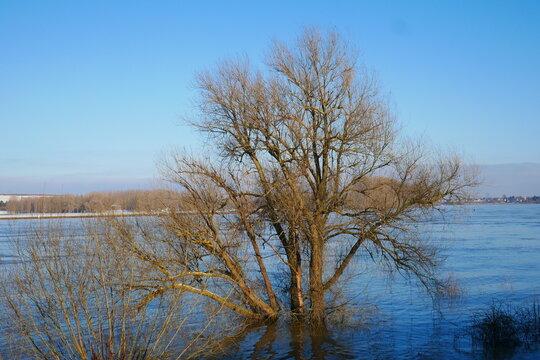 Leafless Tree In The Rhine High Water