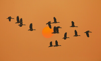Red crested pochard birds in flight at sunset