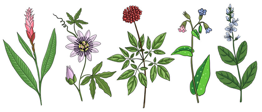 vector drawing medicinal plants