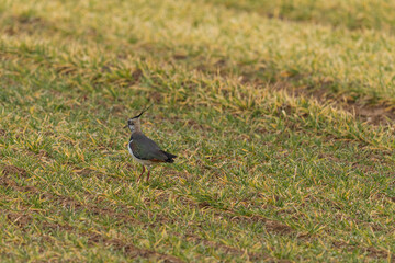  protected male Kiebitz - Vanellus in the grass in search of food