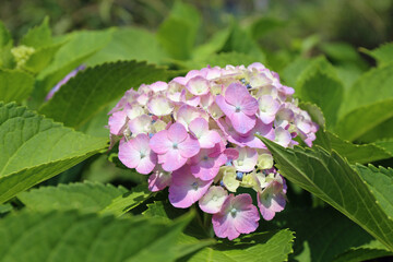 紫陽花の花