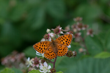 Roter Scheckenfalter