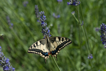 Schwalbenschwanz auf Blüte