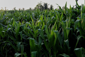 corn field in the morning