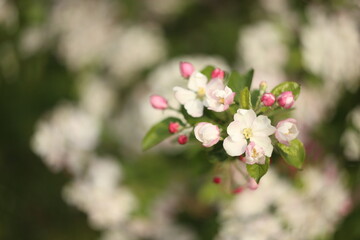 white blossom of apple trees in springtime