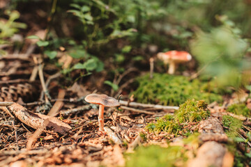 Mushroom grows in the forest. Close up