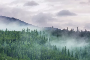 Printed kitchen splashbacks Forest in fog Fog in the forest