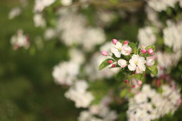 white blossom of apple trees in springtime