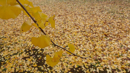 いちょうの木と落ち葉