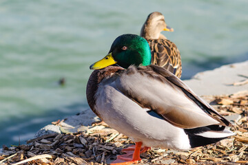 A male mallard duck (Anas platyrhynchos) sitting on the shore outside the water, Central Park, Fremont