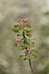 white blossom of apple trees in springtime