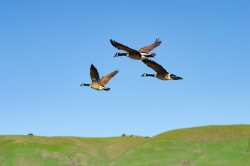 Several Canadian geese fly over Central Park in Fremont