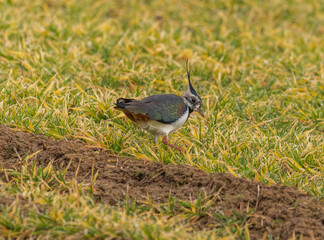  protected male Kiebitz - Vanellus in the grass in search of food
