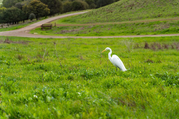 Great egret (Ardea alba) in the meadow, Coyote Hills Regional Park