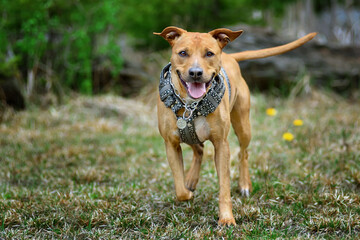 Young pit bull terrier dog in no pull harness on the maedow