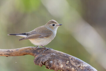 Little brown bird Taiga Flycatcher (Ficedula albicilla ) Sticking to the branches in the rainforest.