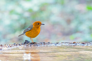 Female bird Orange-headed Thrush  (Geokichla citrina) standing on puddle in the rainforest.