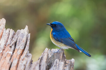 Little blue bird Chinese Blue Flycatcher (Cyornis glaucicomans) in the rainforest.