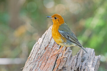Female bird Orange-headed Thrush  (Geokichla citrina)in the rainforest.