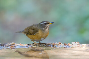 Eyebrowed Thrush (Turdus obscurus) bird standing on puddle in the rainforest.