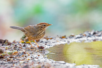 Puff-throated Babbler (Pellorneum ruficeps) standing on puddle in the rainforest.