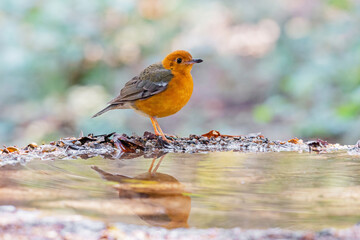 Female bird Orange-headed Thrush  (Geokichla citrina) standing on puddle in the rainforest.