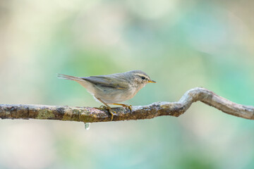 Little bird Dusky Warbler(Phylloscopus fuscatus) Sticking to the branches in the rainforest.