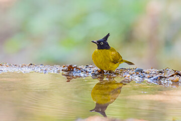 Black-crested Bulbul (Rubigula flaviventris) standing on puddle in the rainforest.