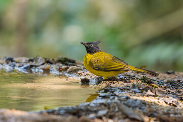 Black-crested Bulbul (Rubigula flaviventris) standing on puddle in the rainforest.