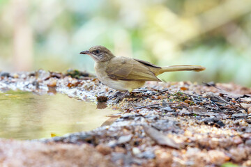Streak-eared Bubul (Pycnonotus blanfordi) standing on puddle in the rainforest.