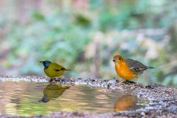 Two birds Orange-headed Thrush  and Black-headed Bulbul standing on puddle in the rainforest.